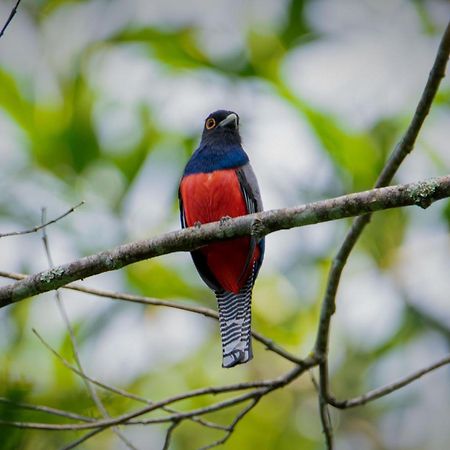Shimiyacu Amazon Lodge Tarapoto Ngoại thất bức ảnh