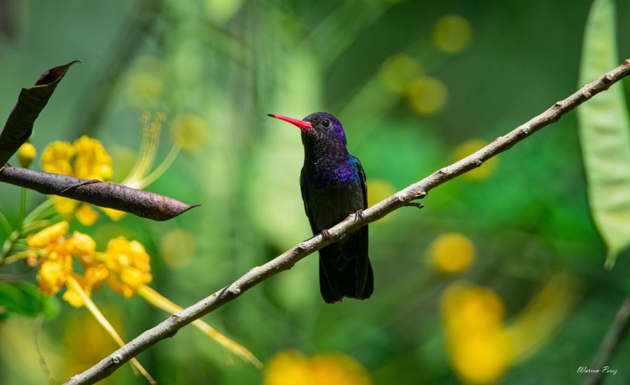 Shimiyacu Amazon Lodge Tarapoto Ngoại thất bức ảnh